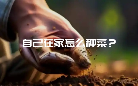 自己在家怎么种菜？-会东网