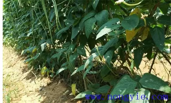 豇豆落叶的原因是什么？ 豇豆落叶怎么解决-会东网
