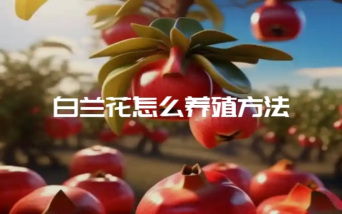 白兰花怎么养殖方法-会东网