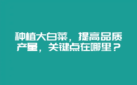 种植大白菜,提高品质产量,关键点在哪里?-会东网