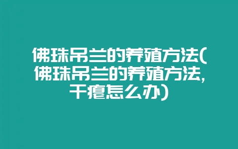 佛珠吊兰的养殖方法(佛珠吊兰的养殖方法,干瘪怎么办)-会东网