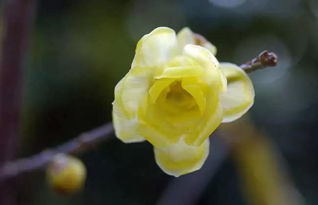 腊梅花什么时候开-会东网