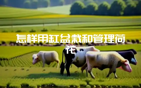 怎样用缸盆栽和管理荷花-会东网
