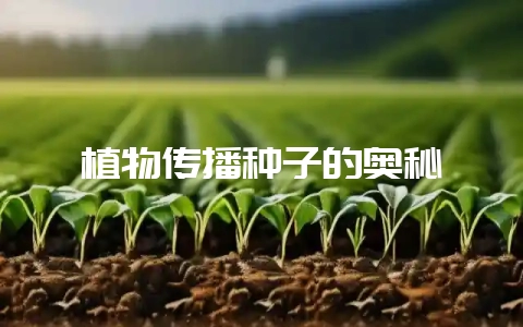 植物传播种子的奥秘-会东网
