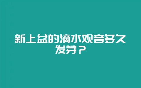 新上盆的滴水观音多久发芽？-会东网