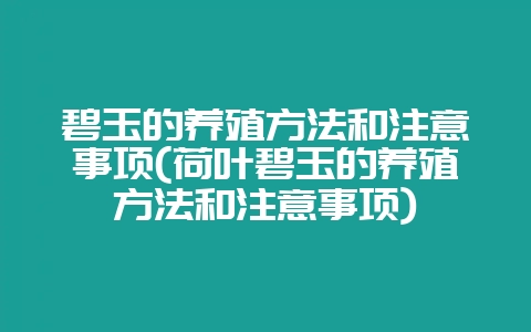 碧玉的养殖方法和注意事项(荷叶碧玉的养殖方法和注意事项)-会东网