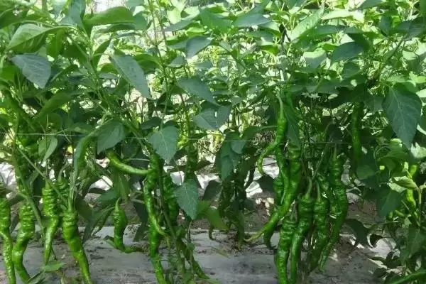 辣椒打顶摘心的时间 辣椒摘心打顶技术与方法-会东网