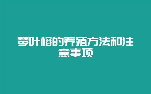 琴叶榕的养殖方法和注意事项-会东网