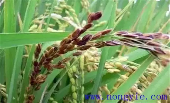 水稻穗颈瘟(叩头瘟)综合防治方法-会东网