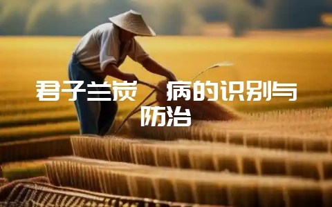君子兰炭疽病的识别与防治-会东网