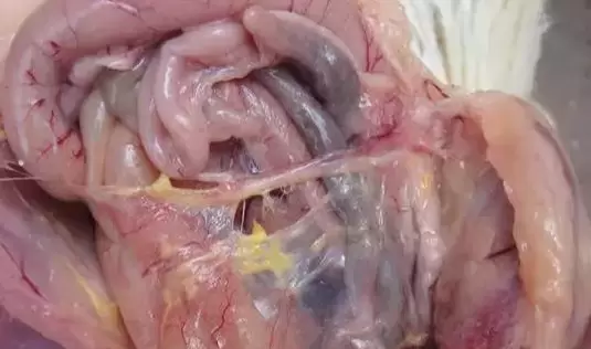 商品蛋鸡呼吸道，两天控制 四天痊愈 不易复发-会东网