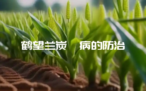 鹤望兰炭疽病的防治-会东网