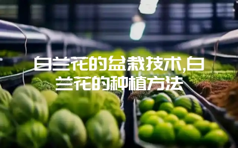 白兰花的盆栽技术,白兰花的种植方法-会东网