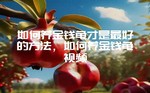 如何养金钱龟才是最好的方法，如何养金钱龟视频-会东网