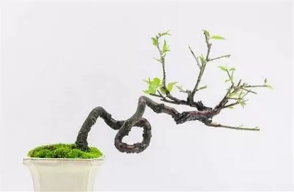 盆栽梅花怎样进行浇水和施肥-会东网