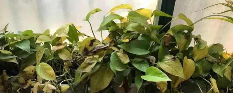植物叶片发黄是缺什么-会东网