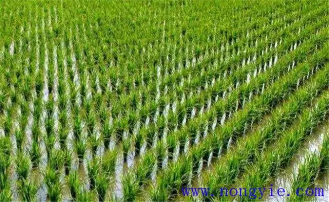 水稻返青期多少天 返青期怎样施肥施哪种肥料-会东网