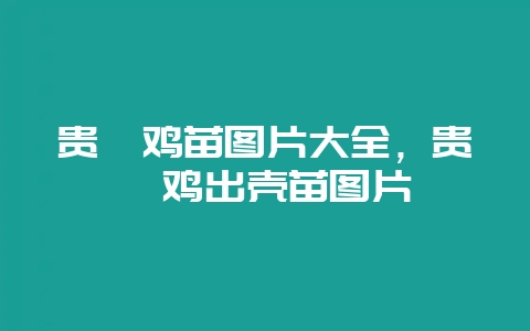 贵妃鸡苗图片大全,贵妃鸡出壳苗图片-会东网