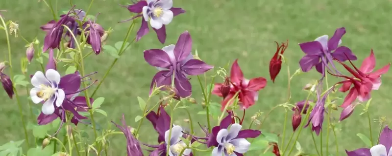 耧斗菜花语-会东网