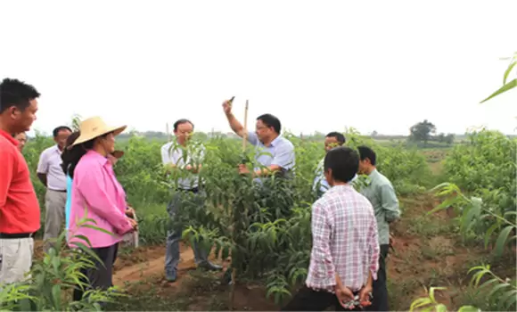 桃树栽植方法简介 桃树栽植密度多大为宜-会东网
