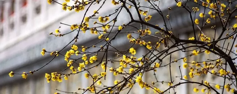 单瓣花有哪些-会东网