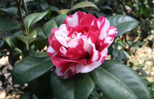 山茶花的养殖方法-会东网