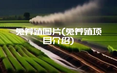 兔养殖图片(兔养殖项目介绍)-会东网