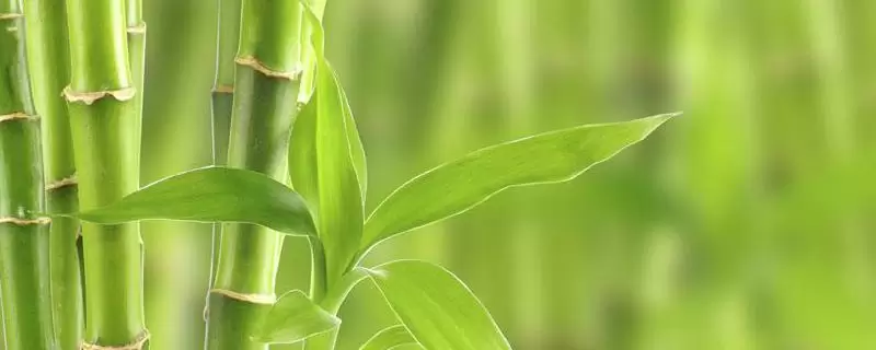 竹子能加工成哪些商品,详细介绍-会东网