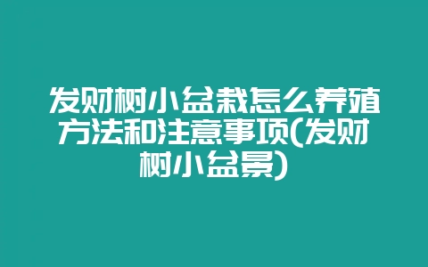 发财树小盆栽怎么养殖方法和注意事项(发财树小盆景)-会东网