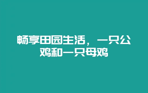 畅享田园生活，一只公鸡和一只母鸡-会东网