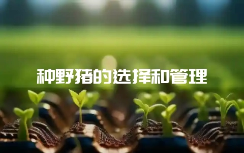 种野猪的选择和管理-会东网