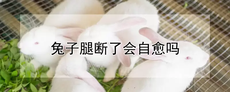 兔子腿断了会自愈吗-会东网
