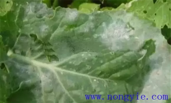西葫芦褐腐病的症状、发病规律与防治方法-会东网
