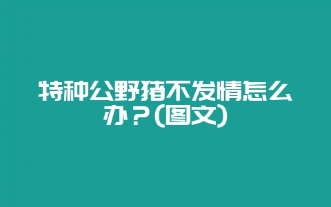 特种公野猪不发情怎么办？(图文)-会东网