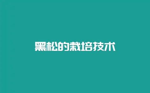 黑松的栽培技术-会东网