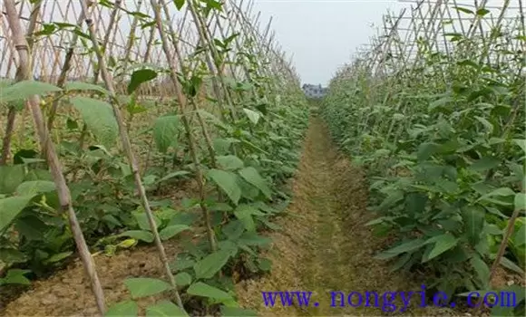 豇豆的早熟栽培形式主要有哪些？-会东网