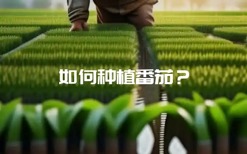 如何种植番茄？-会东网