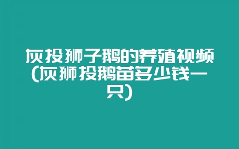 灰头狮子鹅的养殖视频(灰狮头鹅苗多少钱一只)-会东网