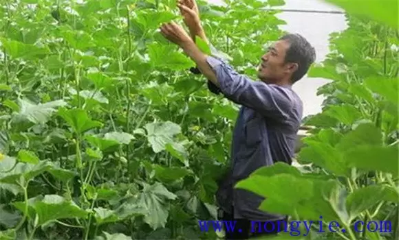 厚皮甜瓜生长温度要求和湿度要求-会东网