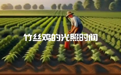 竹丝鸡的光照时间-会东网