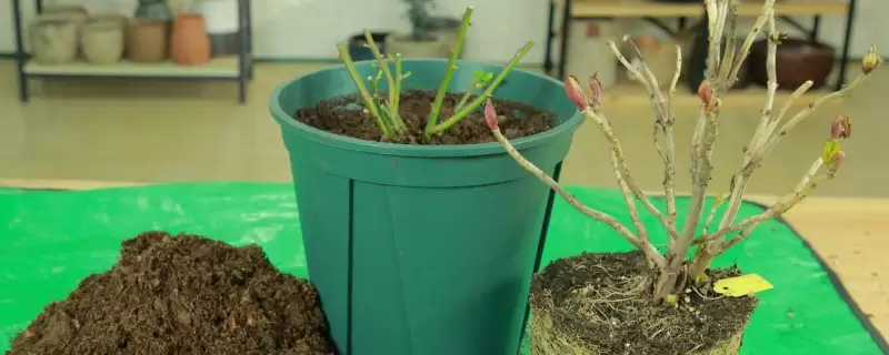 冬天换盆的花要不要马上浇水-会东网