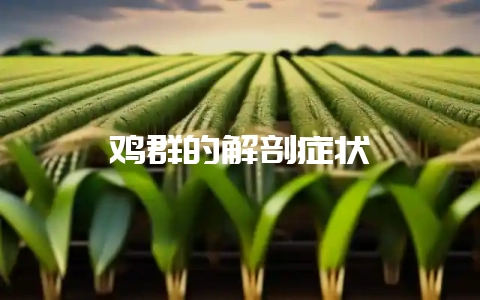 鸡群的解剖症状-会东网