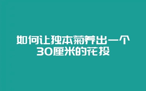 如何让独本菊养出一个30厘米的花头-会东网