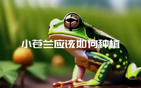 小苍兰应该如何种植-会东网