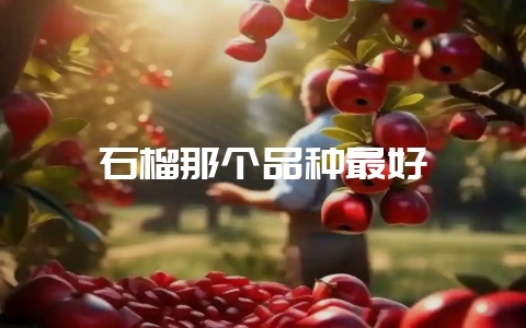 石榴那个品种最好-会东网