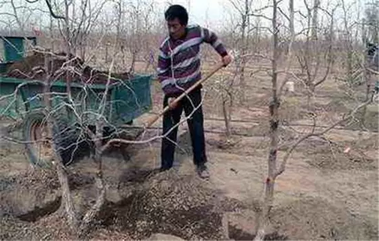 如何提高枣树座果率 枣树保花保果的措施有哪些-会东网