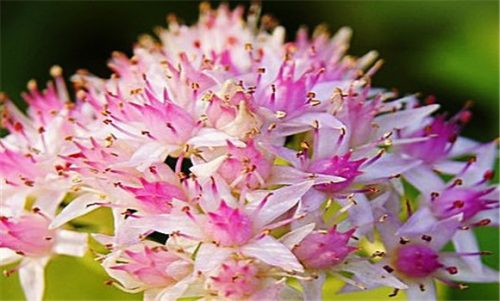 八宝景天怎么种 八宝景天日常养护方法技巧插图 八宝景天怎么种 八宝景天日常养护方法技巧插图