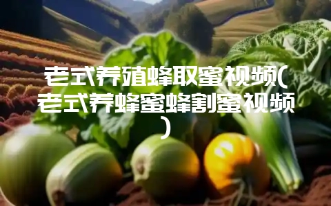 老式养殖蜂取蜜视频(老式养蜂蜜蜂割蜜视频)-会东网
