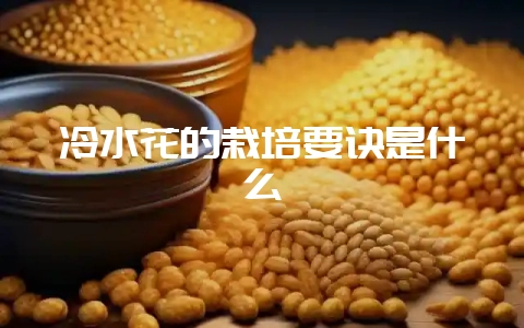 冷水花的栽培要诀是什么-会东网