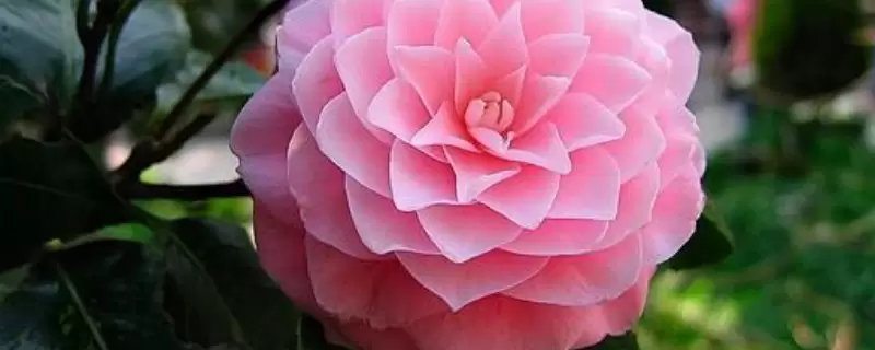 什么花在冬天开放-会东网